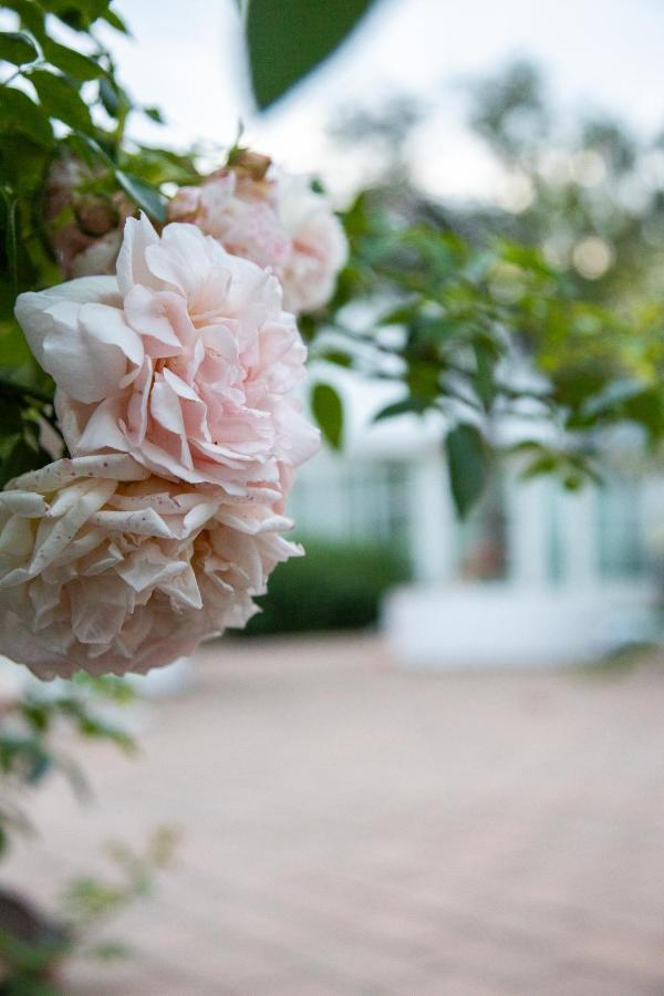 Villa Verde Oesterlen Glemminge エクステリア 写真